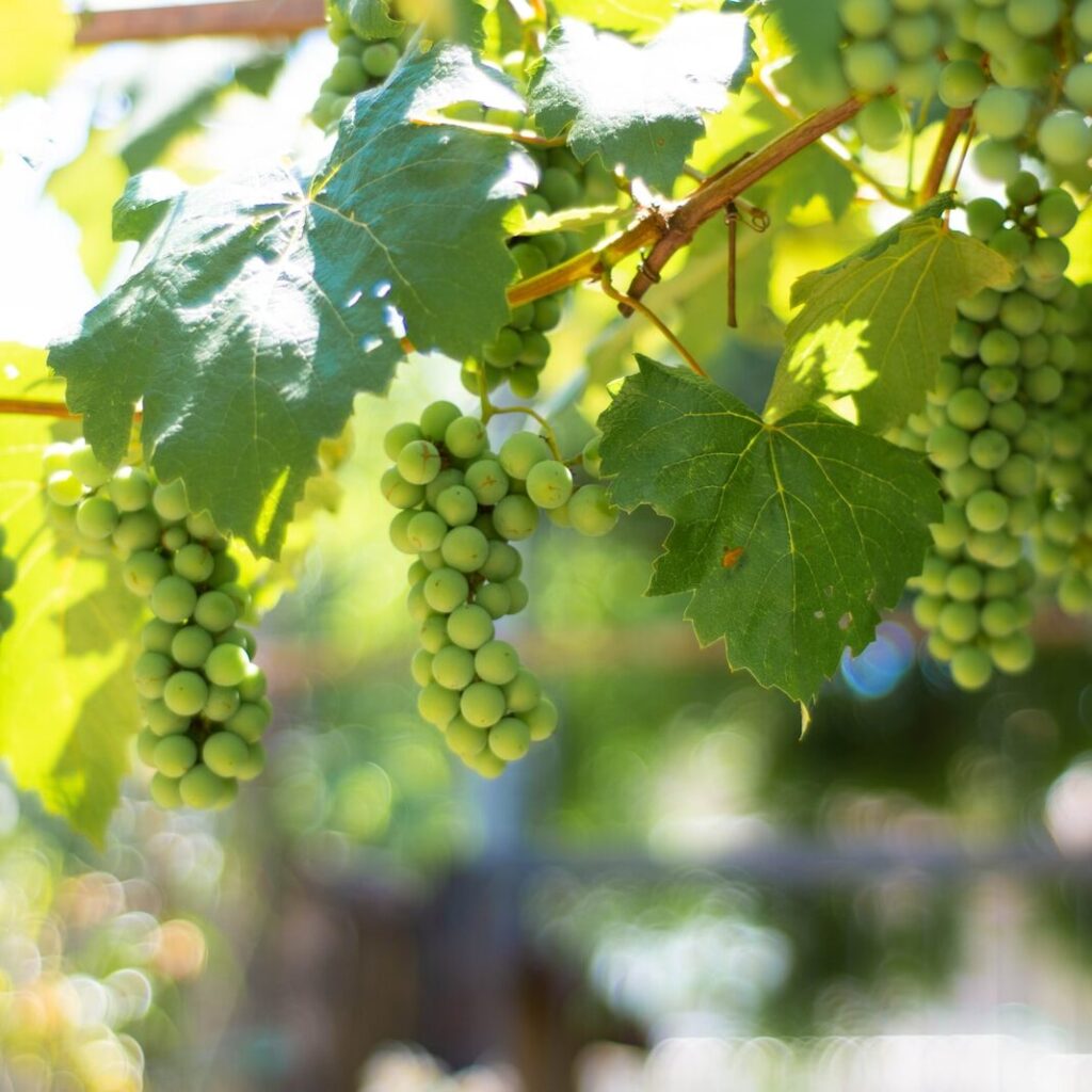 green grapes on brown stick